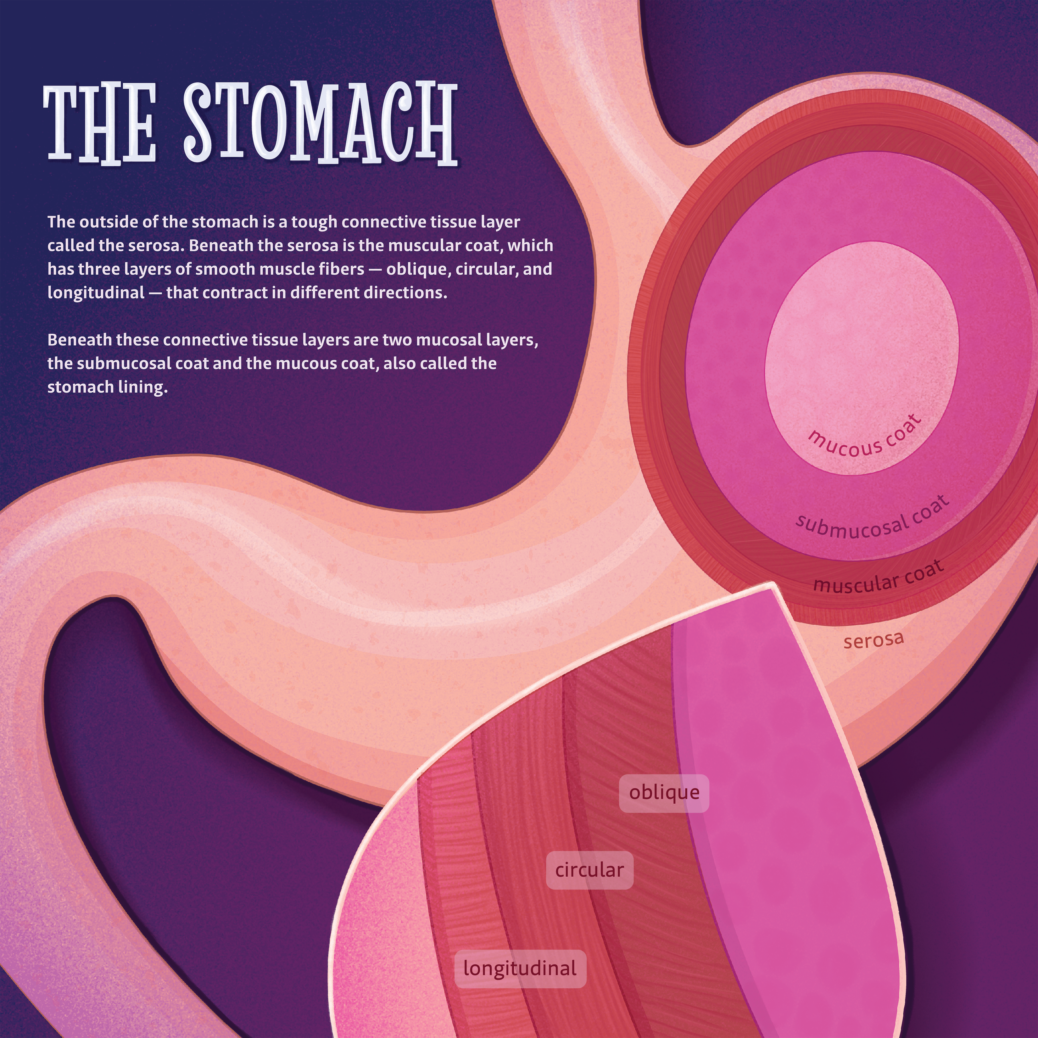 Electrolyte Absorption